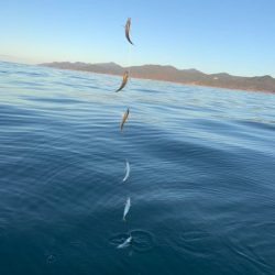 宝昌丸 釣果