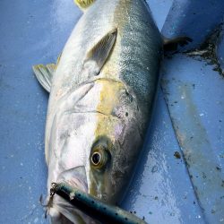 松鶴丸 釣果