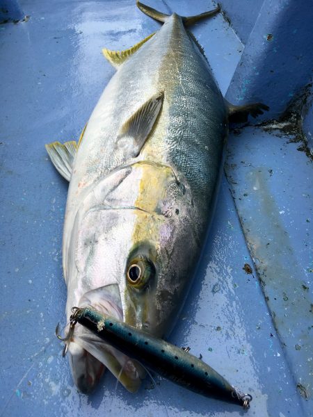 松鶴丸 釣果