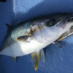 松鶴丸 釣果