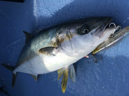 松鶴丸 釣果