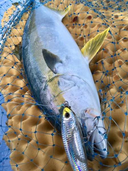 松鶴丸 釣果