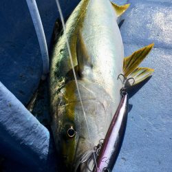 松鶴丸 釣果