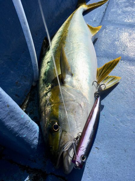 松鶴丸 釣果