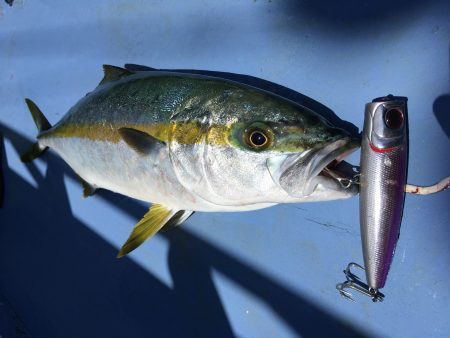 松鶴丸 釣果