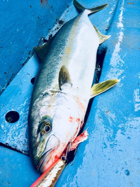 松鶴丸 釣果