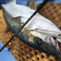 松鶴丸 釣果