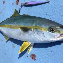 松鶴丸 釣果