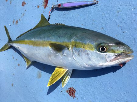 松鶴丸 釣果