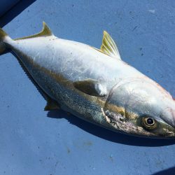 松鶴丸 釣果