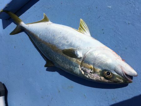 松鶴丸 釣果