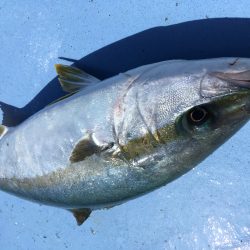 松鶴丸 釣果