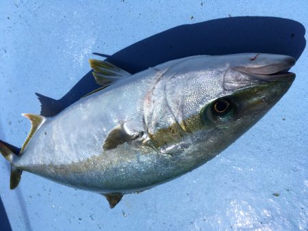 松鶴丸 釣果