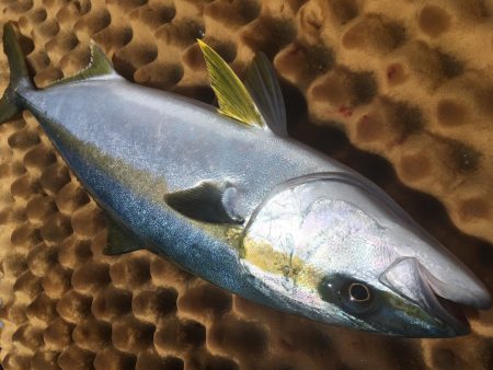 松鶴丸 釣果