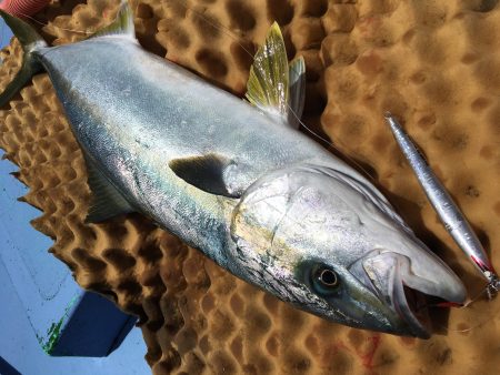 松鶴丸 釣果