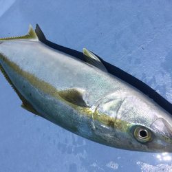 松鶴丸 釣果