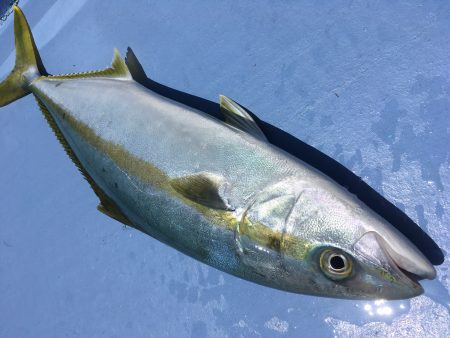 松鶴丸 釣果