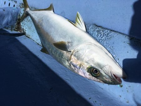 松鶴丸 釣果