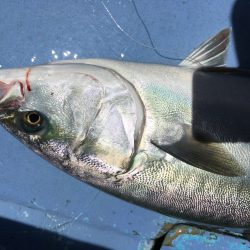 松鶴丸 釣果