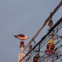 小樽港遊漁船ＳＨＡＫＥ 釣果