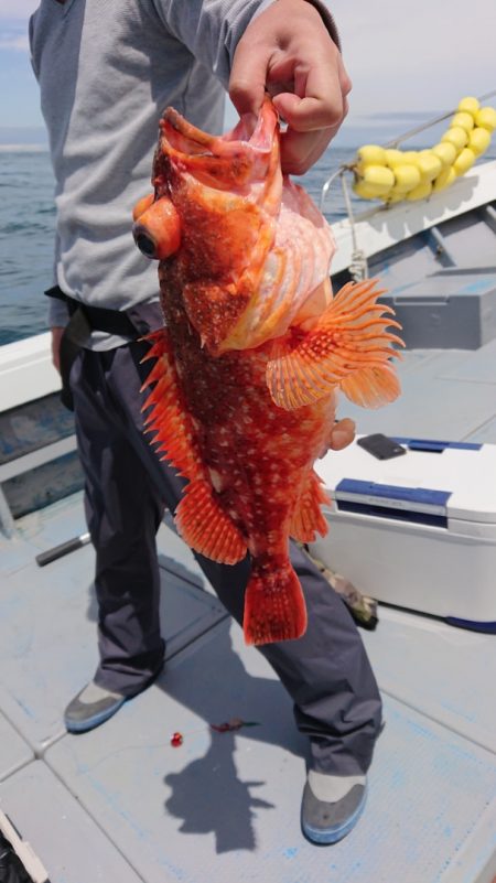 だて丸 釣果