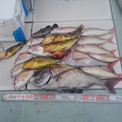 チャモロ 釣果