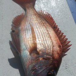 新幸丸 釣果