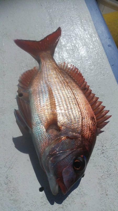 新幸丸 釣果