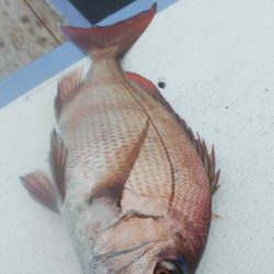 新幸丸 釣果