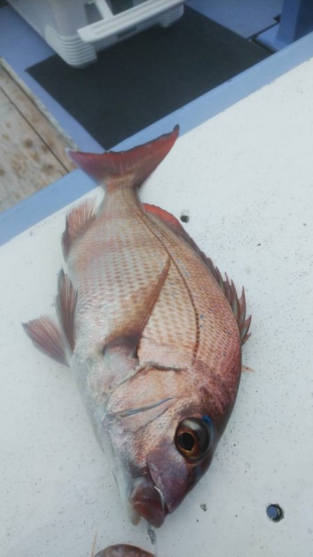 新幸丸 釣果