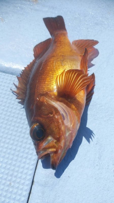 新幸丸 釣果