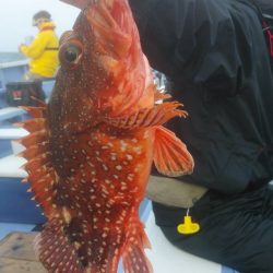 新幸丸 釣果