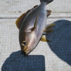 秀漁丸 釣果