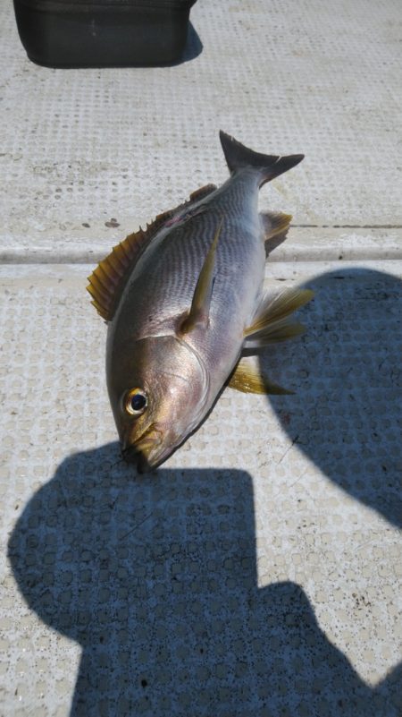 秀漁丸 釣果