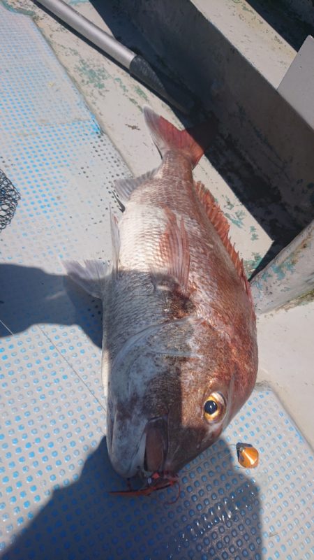 だて丸 釣果