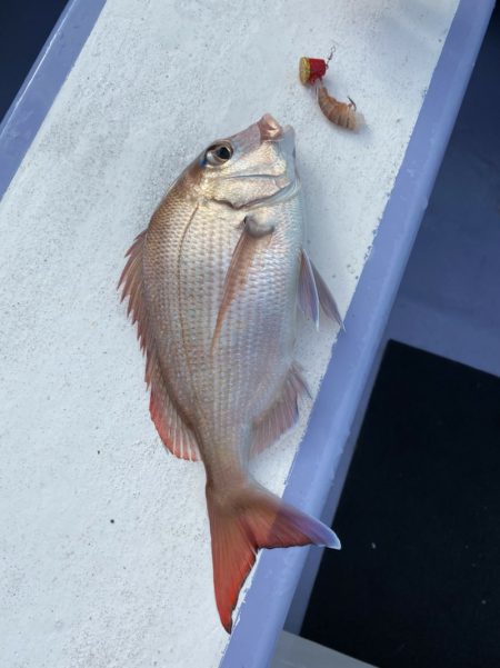 新幸丸 釣果