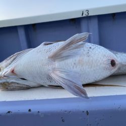 新幸丸 釣果