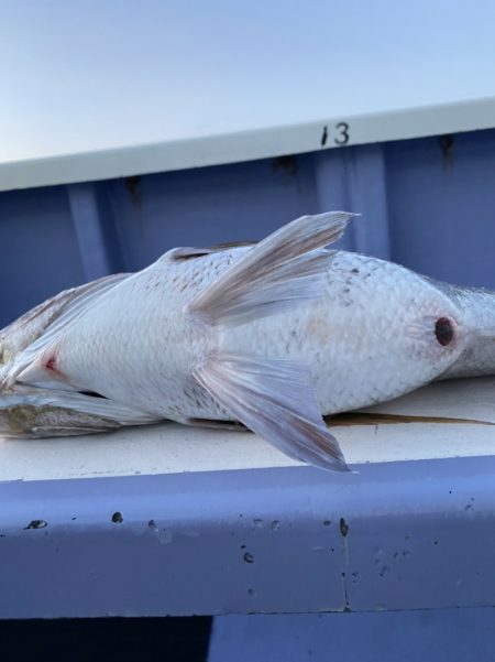 新幸丸 釣果