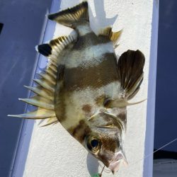 新幸丸 釣果