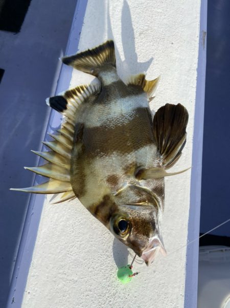 新幸丸 釣果