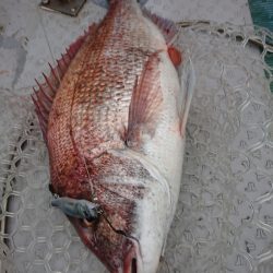 鷹王丸 釣果