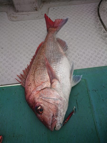 鷹王丸 釣果