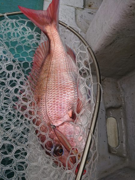 鷹王丸 釣果