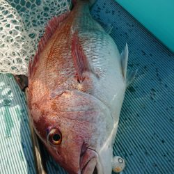 鷹王丸 釣果