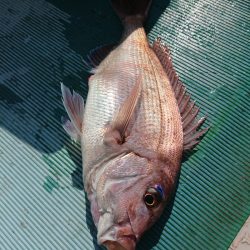 鷹王丸 釣果