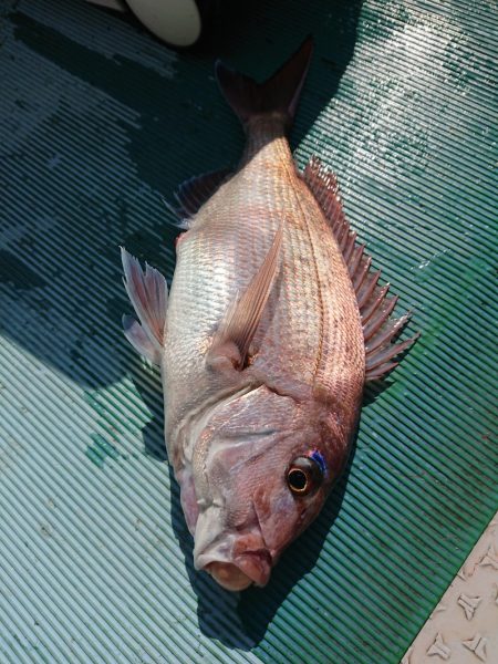 鷹王丸 釣果