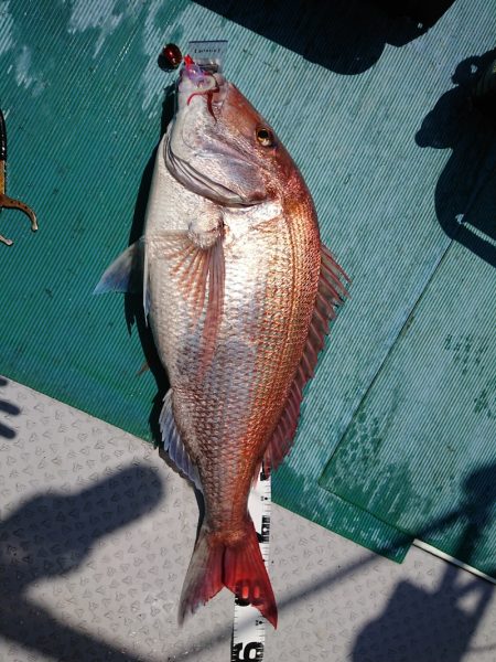 鷹王丸 釣果