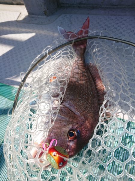 鷹王丸 釣果