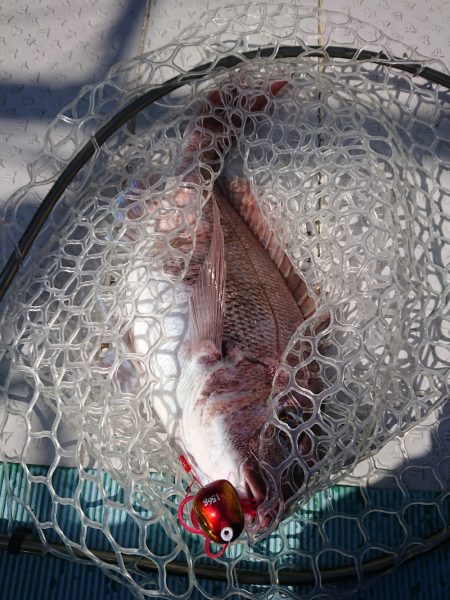 鷹王丸 釣果