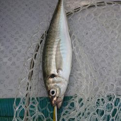 鷹王丸 釣果